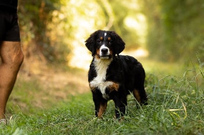 Les chiots de Bouvier Bernois