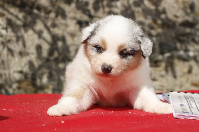 Les chiots de Berger Australien