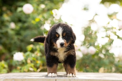 Les chiots de Bouvier Bernois