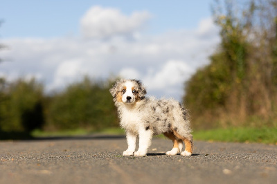 Les chiots de Berger Australien