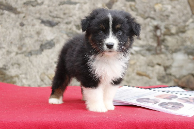 Les chiots de Berger Australien