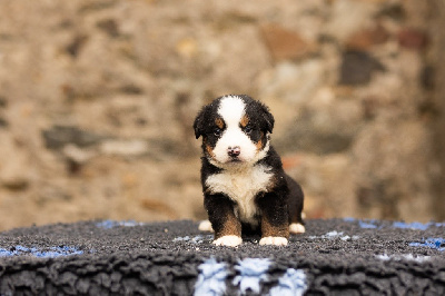 Les chiots de Bouvier Bernois