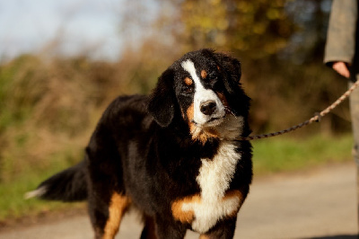 Les chiots de Bouvier Bernois