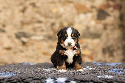 Les chiots de Bouvier Bernois