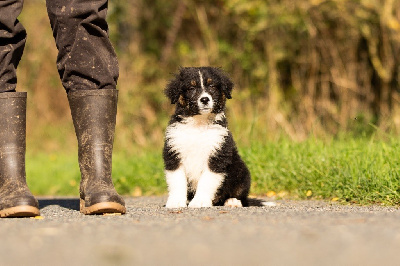 Les chiots de Berger Australien