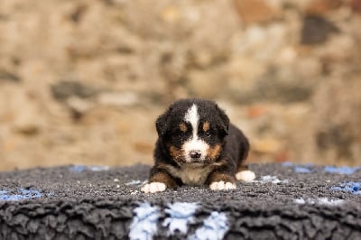 Les chiots de Bouvier Bernois