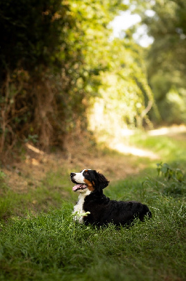 Les chiots de Bouvier Bernois