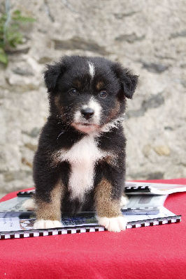 Les chiots de Berger Australien