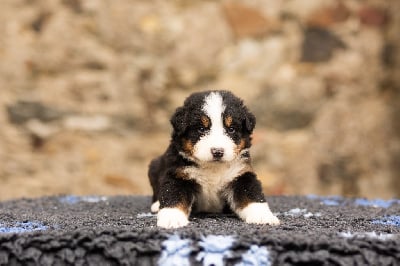 Les chiots de Bouvier Bernois