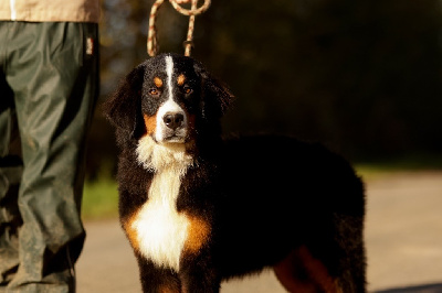 Les chiots de Bouvier Bernois