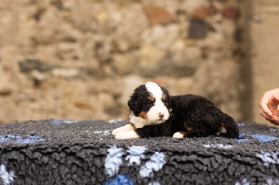 Les chiots de Bouvier Bernois