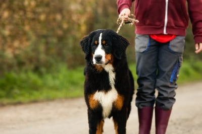 Les chiots de Bouvier Bernois