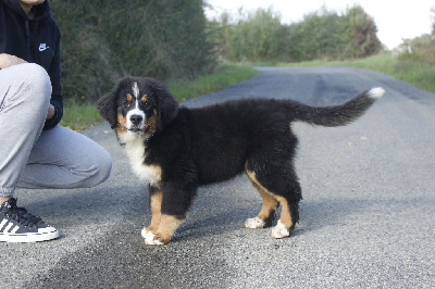 Les chiots de Bouvier Bernois