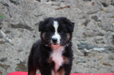 Les chiots de Berger Australien