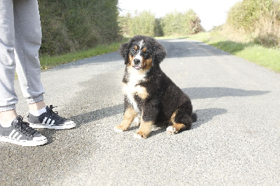 Les chiots de Bouvier Bernois