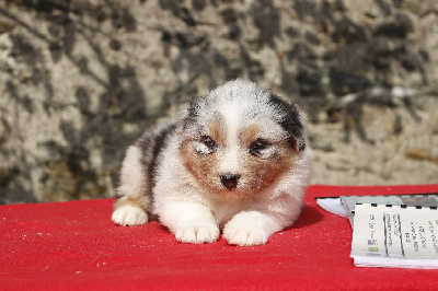 Les chiots de Berger Australien