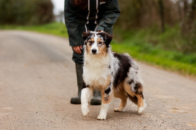 Les chiots de Berger Australien