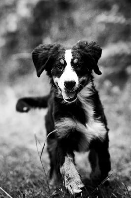 Les chiots de Bouvier Bernois