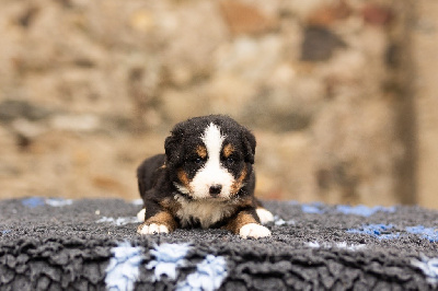 Les chiots de Bouvier Bernois