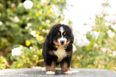 Les chiots de Bouvier Bernois