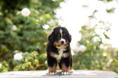 Les chiots de Bouvier Bernois