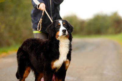 Les chiots de Bouvier Bernois