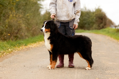 Les chiots de Bouvier Bernois