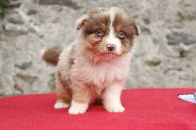 Les chiots de Berger Australien