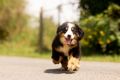 Les chiots de Bouvier Bernois