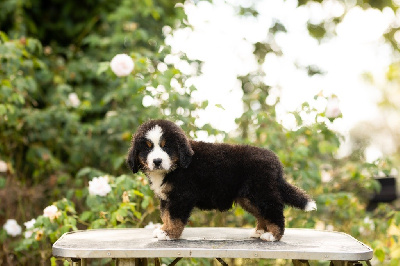 Les chiots de Bouvier Bernois