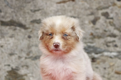 Les chiots de Berger Australien