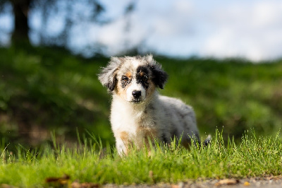 Les chiots de Berger Australien