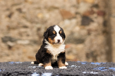 Les chiots de Bouvier Bernois