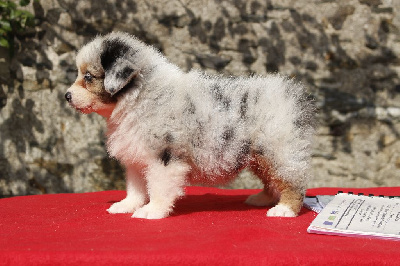 Les chiots de Berger Australien