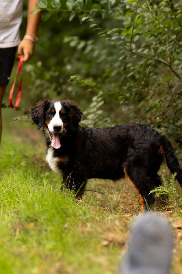 Les chiots de Bouvier Bernois