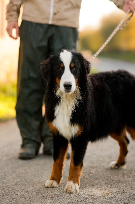 Les chiots de Bouvier Bernois