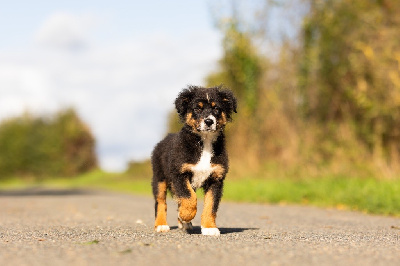 Les chiots de Berger Australien