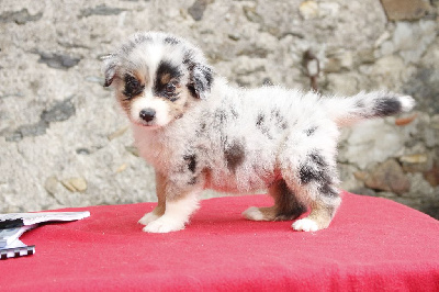 Les chiots de Berger Australien