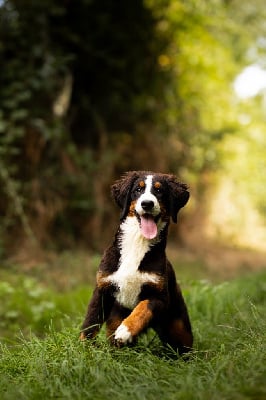 Les chiots de Bouvier Bernois