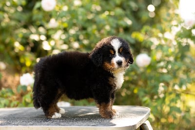 Les chiots de Bouvier Bernois