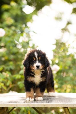 Les chiots de Bouvier Bernois