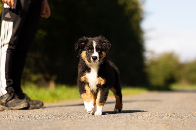 Les chiots de Berger Australien