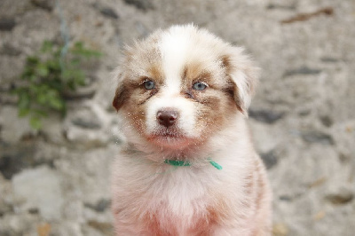 Les chiots de Berger Australien