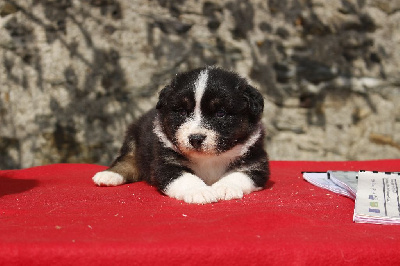 Les chiots de Berger Australien