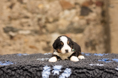 Les chiots de Bouvier Bernois