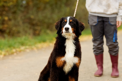 Les chiots de Bouvier Bernois