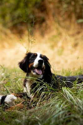 Les chiots de Bouvier Bernois