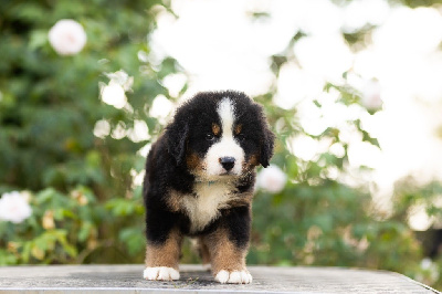 Les chiots de Bouvier Bernois