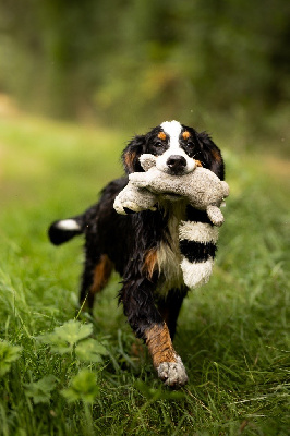 Les chiots de Bouvier Bernois