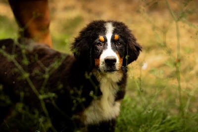 Les chiots de Bouvier Bernois